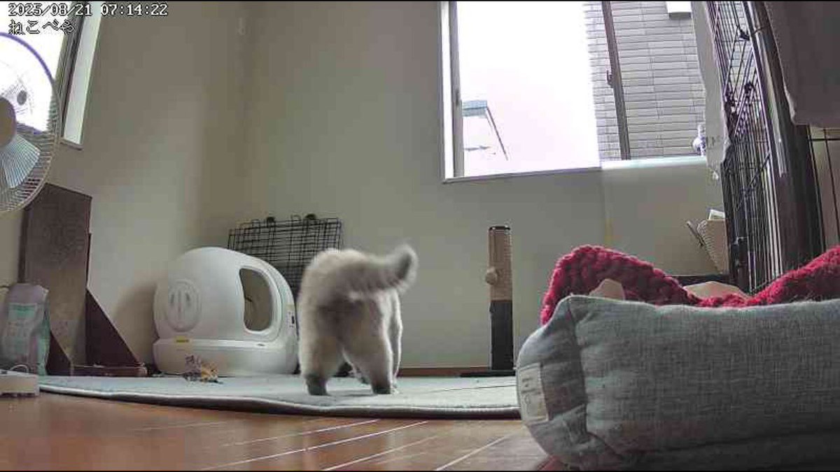 新入りのおしり