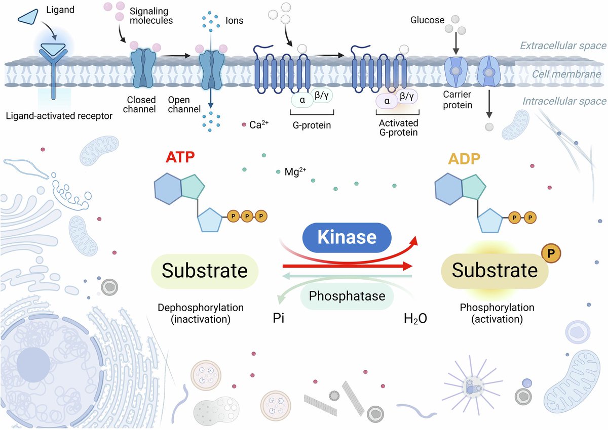 Signal Transduction and Targeted Therapy(STTT) (@sigtrans_sttt) on Twitter photo This article outlines the role of #ProteinKinases in #neurodegenerative diseases, reviews the progress of kinase inhibitors in #ClinicalTrials, and discusses the challenges & future directions of kinase-targeted therapies. <a href="/2024_HUST/">Huazhong University of Science and Technology</a> <a href="/SCUCN/">Sichuan University</a>
#STTT #OpenAccess: This article outlines the role of #ProteinKinases in #neurodegenerative diseases, reviews the progress of kinase inhibitors in #ClinicalTrials, and discusses the challenges & future directions of kinase-targeted therapies. <a href="/2024_HUST/">Huazhong University of Science and Technology</a> <a href="/SCUCN/">Sichuan University</a>
#STTT #OpenAccess: