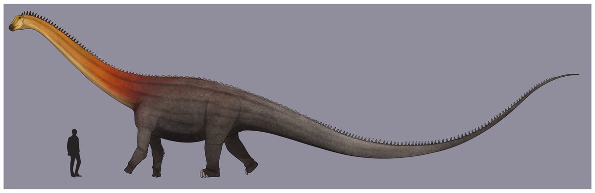 The carnegii ❤️‍🔥🦕 (Diplodocus carnegii)
.
#Diplodocus #Diplodocinae #Diplodocidae #Sauropod