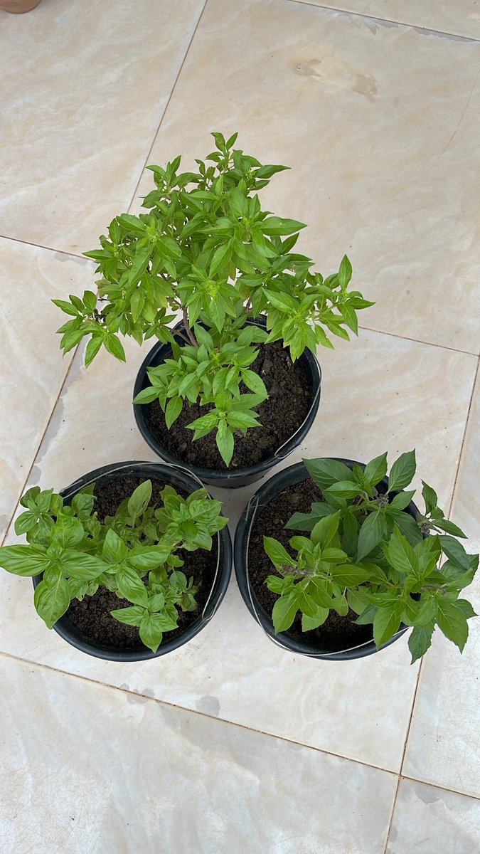 Available today

Rosemary :4000
Parsley :4000
Thyme :4000
Thai,Italian &amp; lemon basil 4000 each

Location :Kaduna