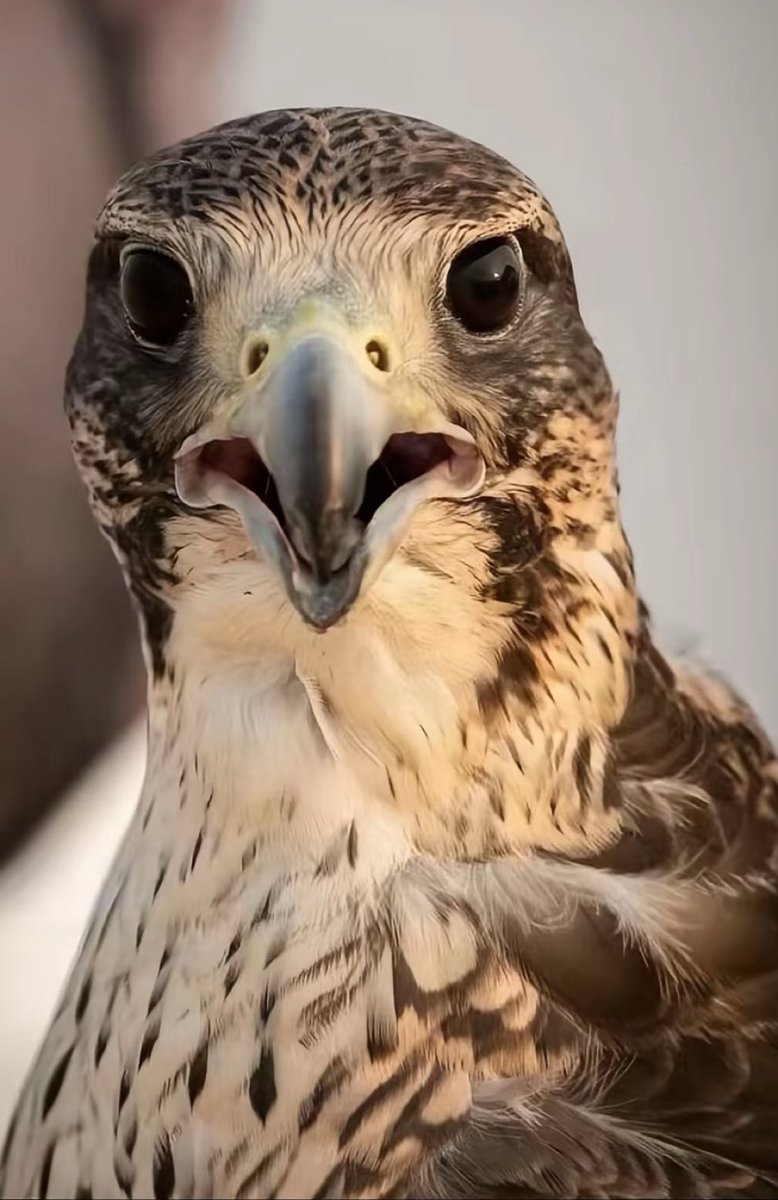 AlDREI0077's tweet photo. من مقولات العرب قديماً؛ 
"الدنيا سهود ومهود"
بمعنى؛ لا تضيق الوسعيه عليك يا انسان كل شي محلول ومنتهي✌🏻 https://t.co/Estz63Myrk