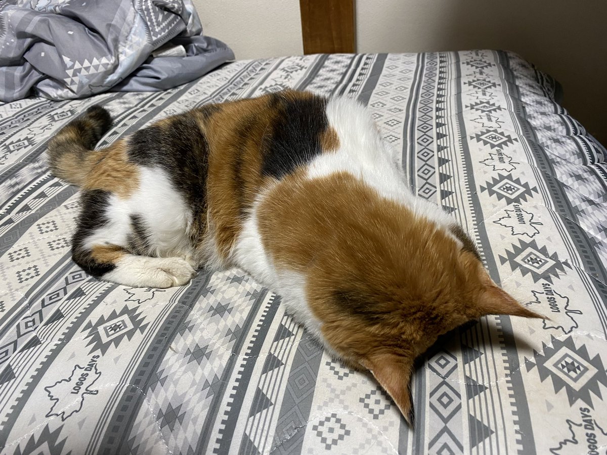 ただいまーー。帰るの遅かったからいじけてるのかな。笑