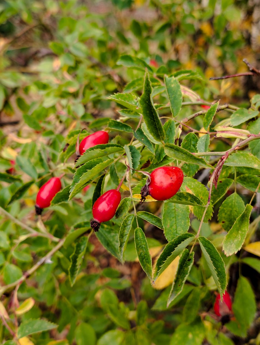 The seasons are just beginning to change colour here at RSPB Sandwell Valley. Hawthorn berries, rosehips and snowberries are appearing on the reserve, and some leaves are turning from green to yellow 💚🍂💛