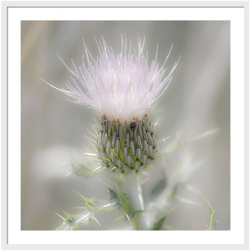 DebraMartz's tweet photo. Glimmering Thistle Framed Print by Debra Martz https://t.co/vBqUReQBcJ

#soft #delicate #elegant #glimmering #thistle #nature #wildflower #pink #silver #giftideas @DebraMartz #photography #PhotographyIsArt #BuyIntoArt #AYearForArt #WallArt #HomeDecor and more https://t.co/23AxsiVBjN