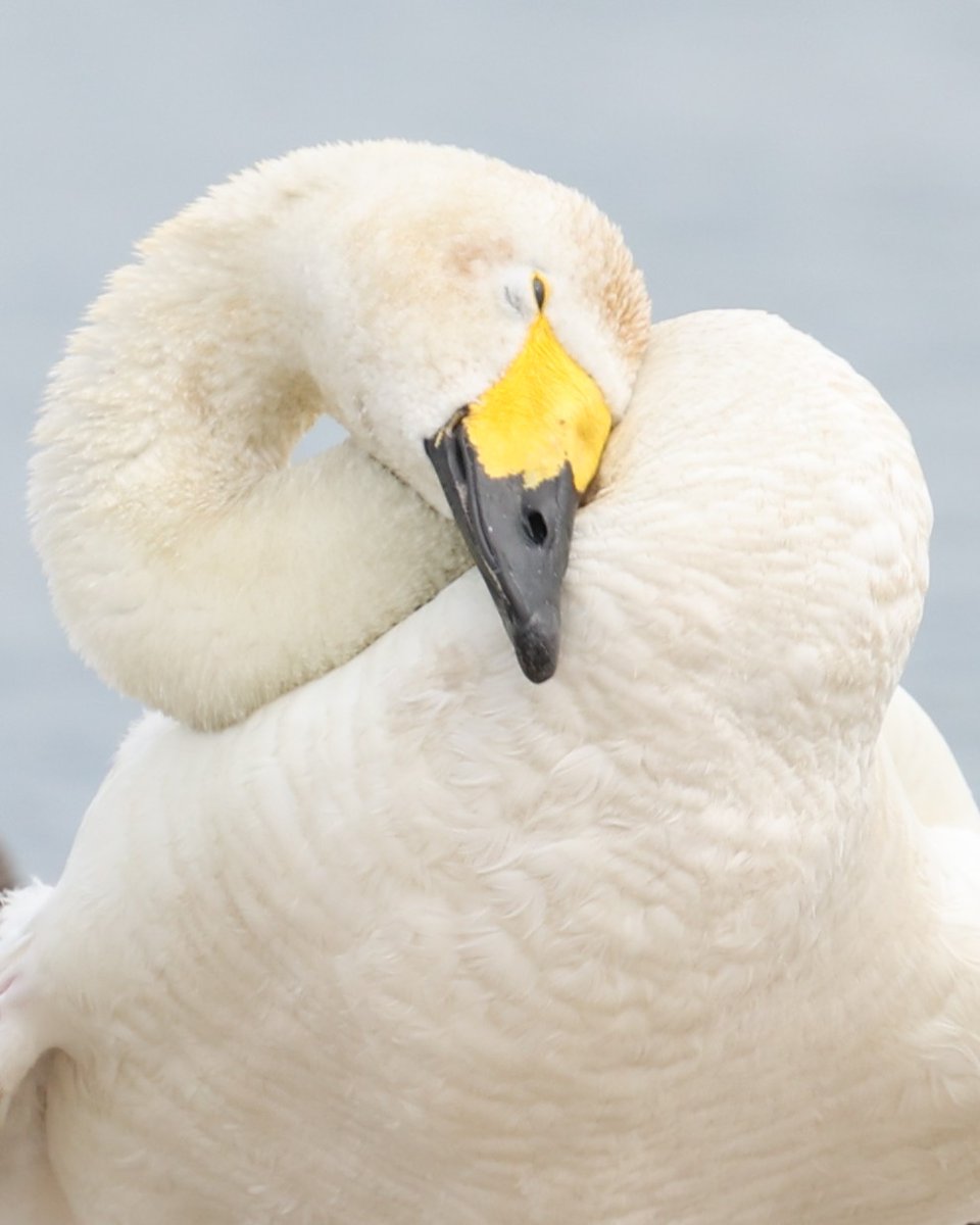 恍惚の表情🦢
#コハクチョウ