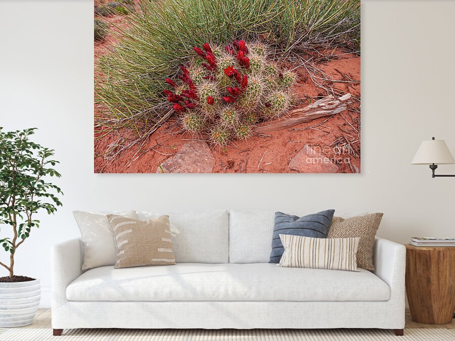 Jennifer White Timeless Moments Photography, LLC (@tmomphotography) on Twitter photo While hiking the trail to Holeman Spring Canyon Overlook in Canyonlands National Park near Moab, Utah, I came across the striking blooms of a Claret Cup Cactus <a href="/FineArtAmerica/">Fine Art America</a>
5-jennifer-white.pixels.com/featured/canyo…
#cacti #photography #buyintoart #nature #artgallery While hiking the trail to Holeman Spring Canyon Overlook in Canyonlands National Park near Moab, Utah, I came across the striking blooms of a Claret Cup Cactus <a href="/FineArtAmerica/">Fine Art America</a>
5-jennifer-white.pixels.com/featured/canyo…
#cacti #photography #buyintoart #nature #artgallery