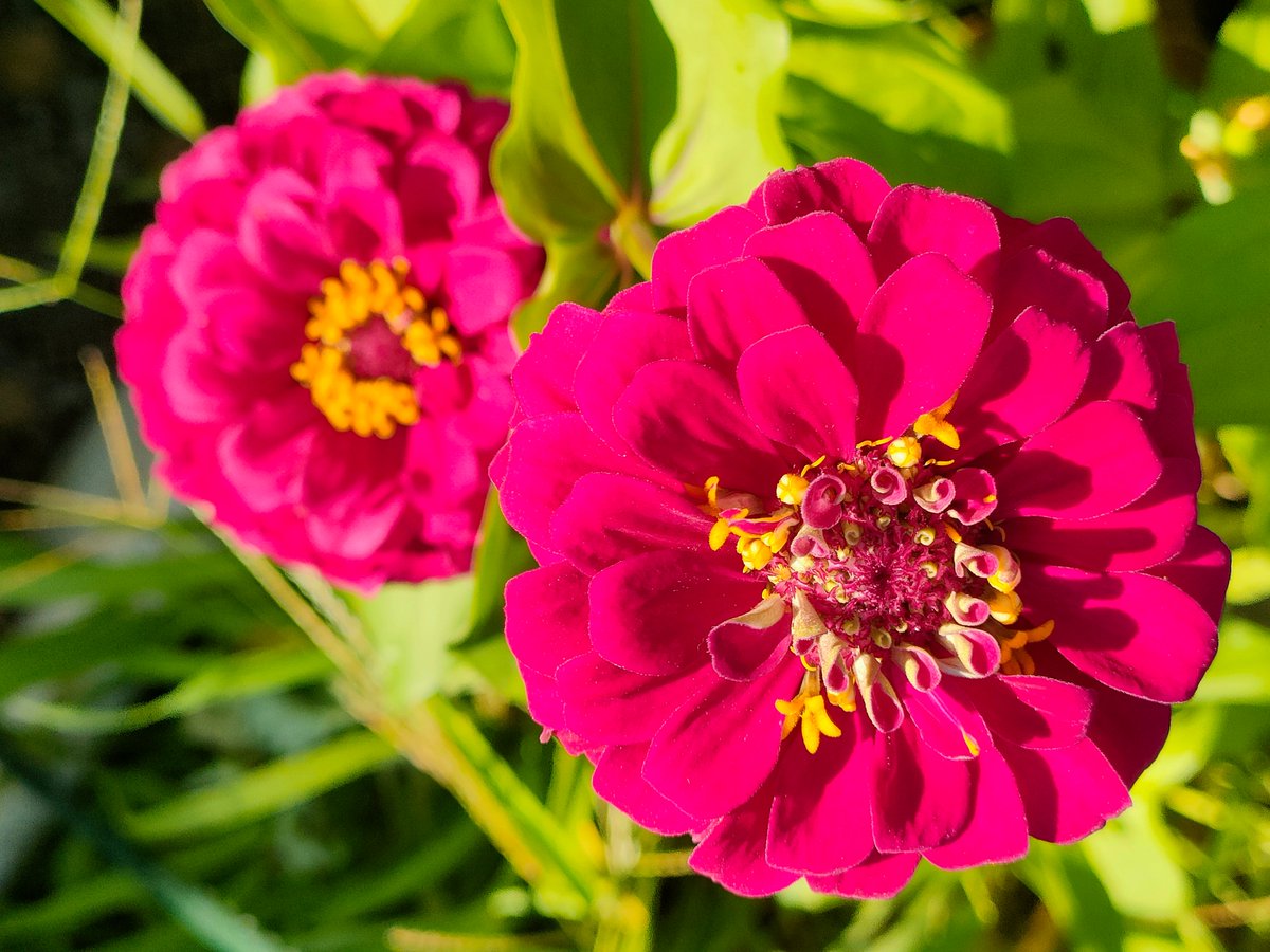 花y…ページです•*¨*•.¸¸☆ 花が好き - Search / X