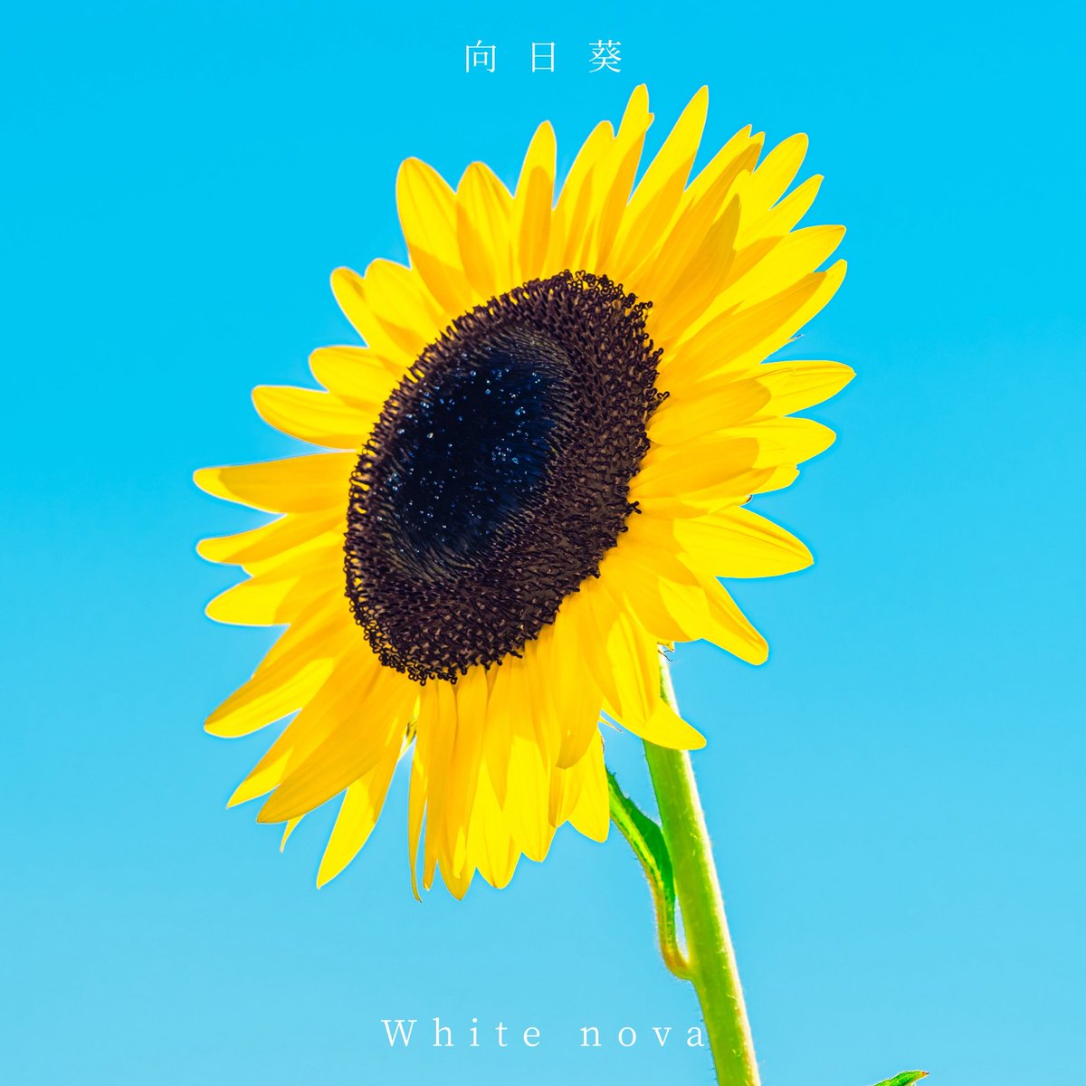 Whitenova_jp's tweet photo. 【🎊㊗️情報解禁㊗️🎊】

4th single 『向日葵』

2025.8.23(土)0時より
各種音楽配信サイトにて配信開始‼️

お楽しみに‼️ https://t.co/FWYBgkM7XL
