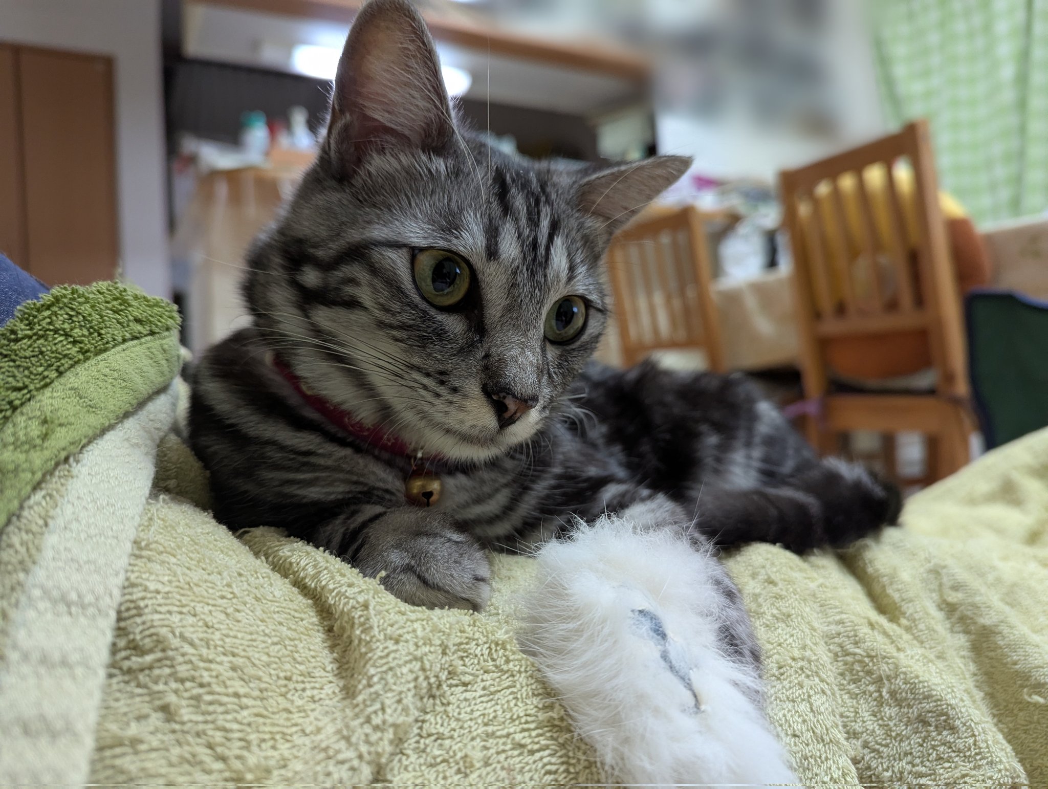 猫 ミラタ ズ 楽天市場】猫の置物 興味津々の子猫 グレートラ 7378HT