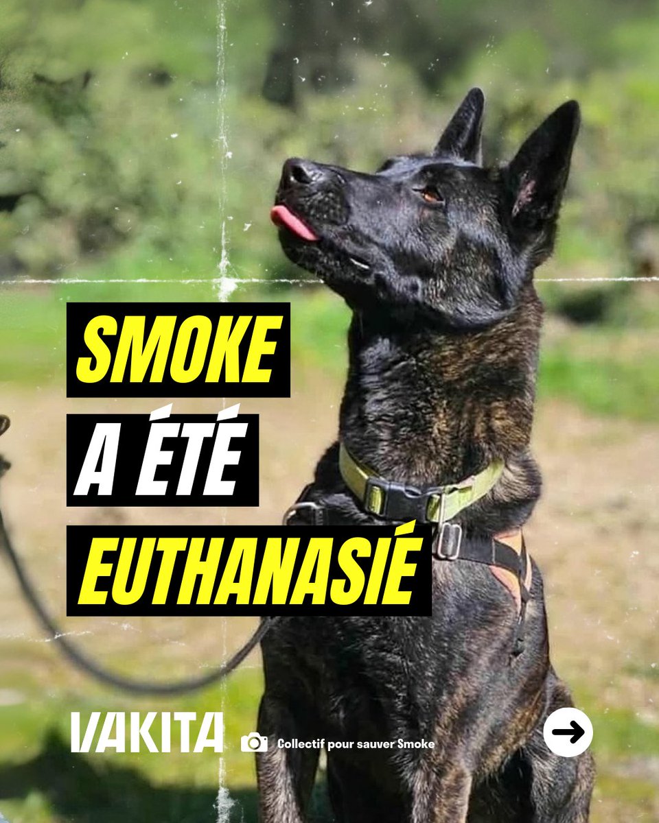 vakitamedia's tweet photo. Smoke a été euthanasié

Ce berger hollandais de 4 ans était au centre d’un lourd affrontement au sein de la SPA et a finalement été euthanasié ce mardi.

Sa mort a été annoncée ce jeudi 21 août par le président de l’association Jacques-Charles Fombonne à Var-matin. https://t.co/q43vVcvoPQ