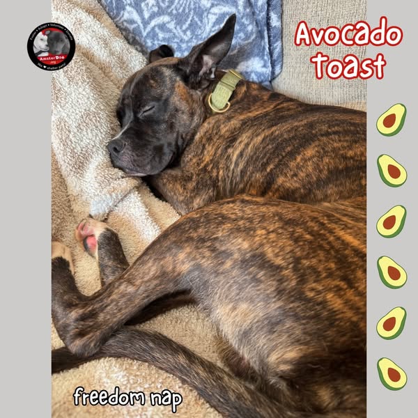 AmsterDogRescue's tweet photo. 🥑✨From shelter stress to brunch best - hereee's Avocado Toast!!🍞💛 
Avo is 4 yrs old, 37 lbs, and dog friendly. Currently being fostered in CT. Apply to adopt Avo at https://t.co/5tCRxzMi17 https://t.co/zhinXWPujb