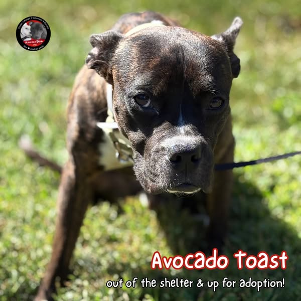 AmsterDogRescue's tweet photo. 🥑✨From shelter stress to brunch best - hereee's Avocado Toast!!🍞💛 
Avo is 4 yrs old, 37 lbs, and dog friendly. Currently being fostered in CT. Apply to adopt Avo at https://t.co/5tCRxzMi17 https://t.co/zhinXWPujb