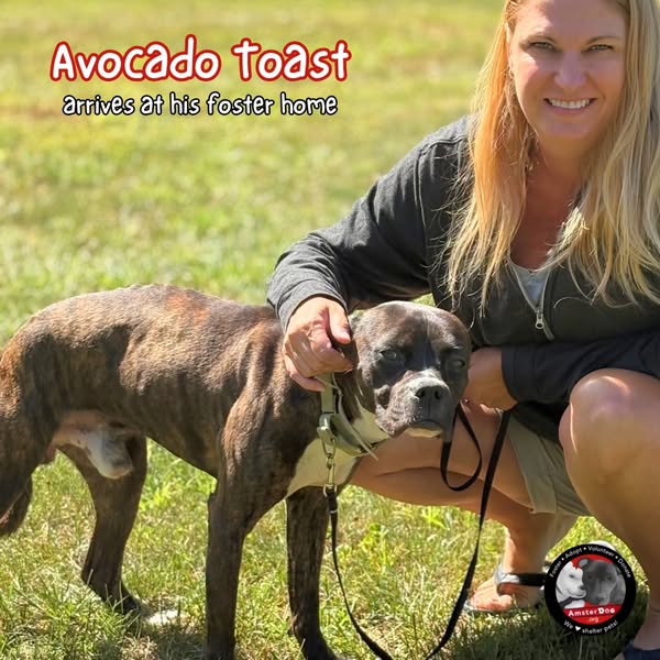 🥑✨From shelter stress to brunch best - hereee's Avocado Toast!!🍞💛 
Avo is 4 yrs old, 37 lbs, and dog friendly. Currently being fostered in CT. Apply to adopt Avo at AmsterDog.org