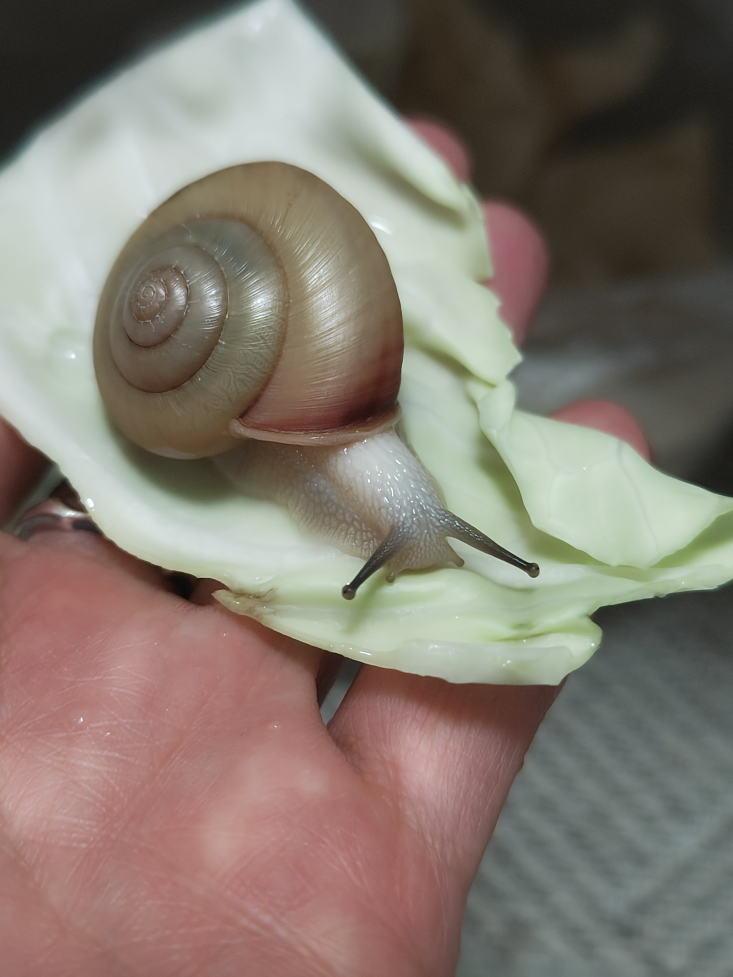 ﾐﾄｽ🐌🌶️赤679緑52 on X: 