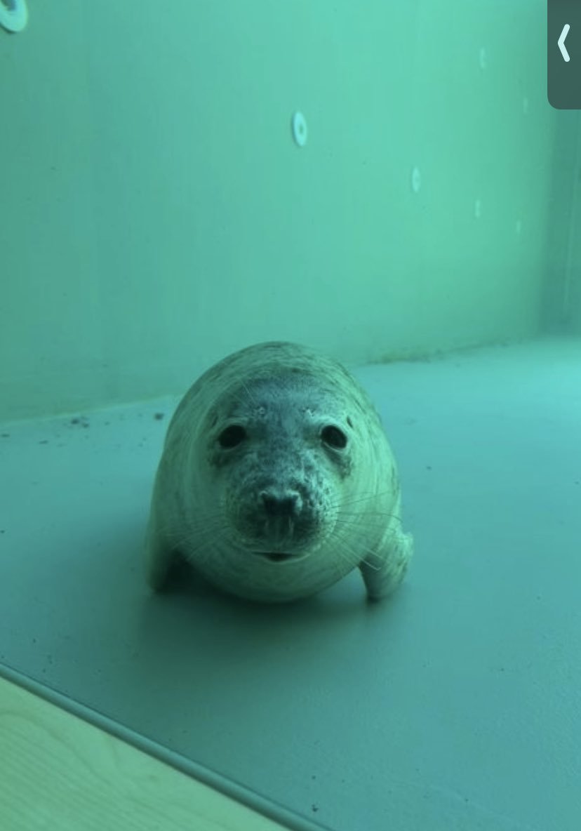 Gonna be moving into college tomorrow, so expect art to hypothetically slow down

Think most of my classes seem pretty easy but we'll see how it goes. Mostly gonna focus on the Skrunk animation and commissions 4 now

Also should be getting a pc in a few weeks so that's nice