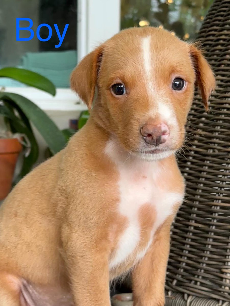 SatoDogs's tweet photo. Foster Needed in Puerto Rico for 4 puppies and Mama. Please let us know if you can help, and we will put you in contact with the rescuer. #PuertoRico #puertoricogram https://t.co/GvPTRR4KX6