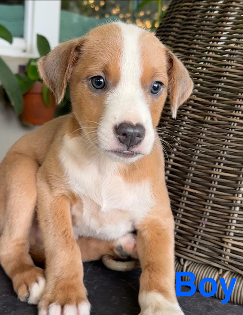 SatoDogs's tweet photo. Foster Needed in Puerto Rico for 4 puppies and Mama. Please let us know if you can help, and we will put you in contact with the rescuer. #PuertoRico #puertoricogram https://t.co/GvPTRR4KX6