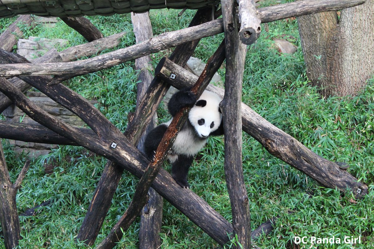 DCPandaGirl's tweet image. Happy 5th birthday Xiao Qi Ji!! 🎉🎂🐼 Love you so much and miss you everyday 💞💞💞 #pandas #panda #giantpanda #birthday