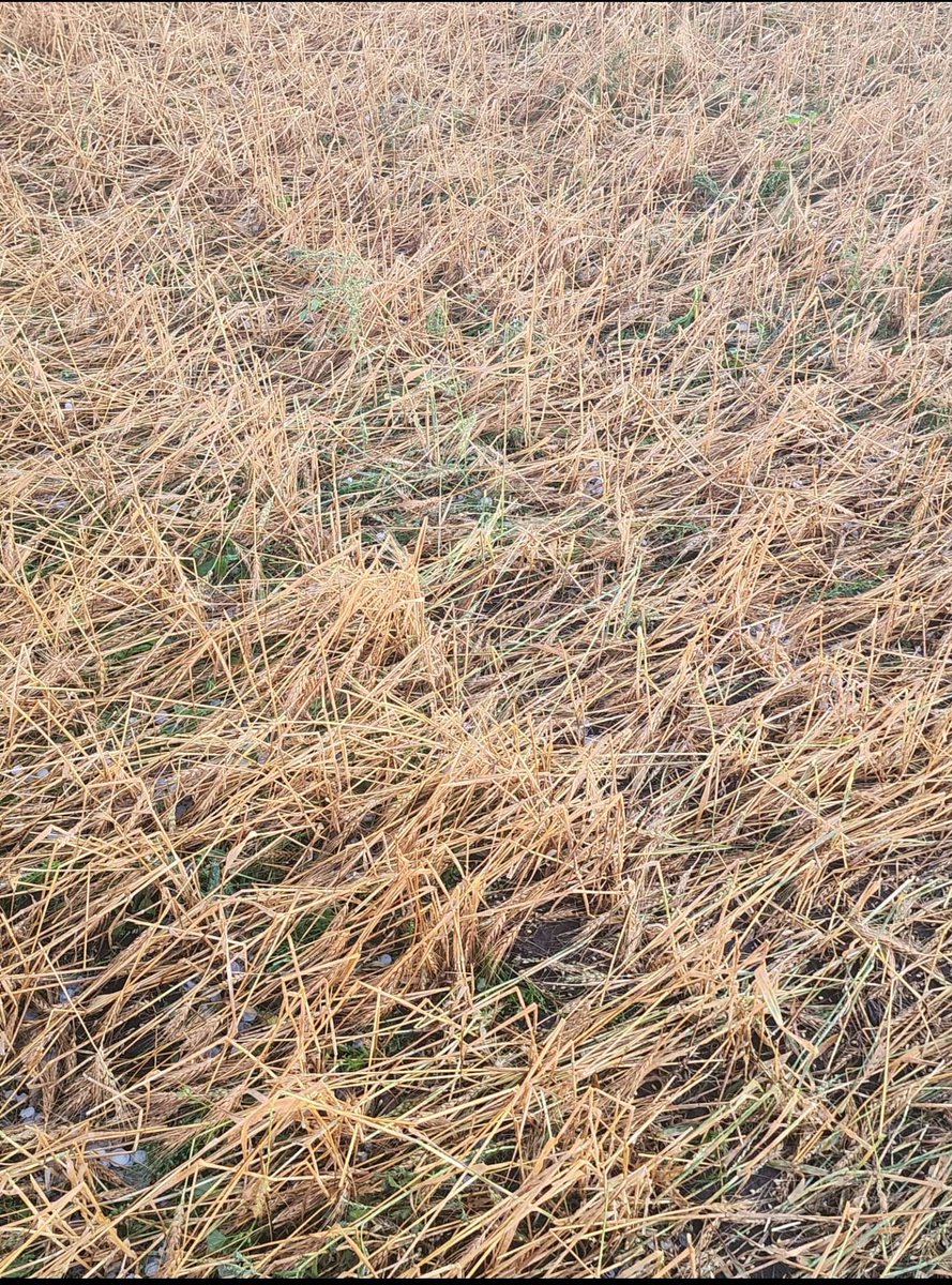 deere runner tweet media