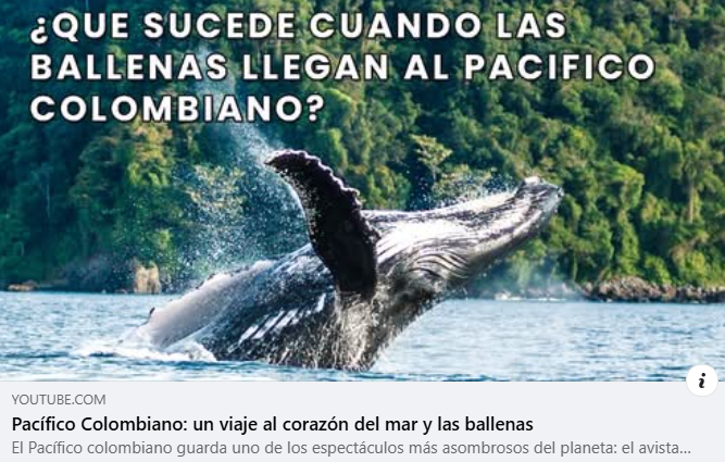 Avistamiento de Ballenas Colombia tweet media