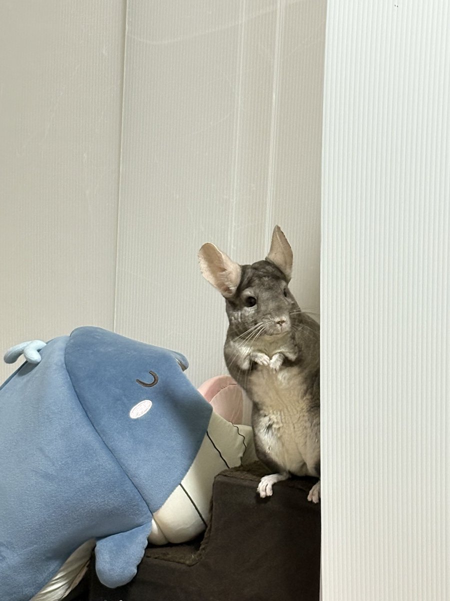 o_x1p's tweet photo. これはいたずらがバレてないと思ってるぽむたん https://t.co/86mlJlihBJ