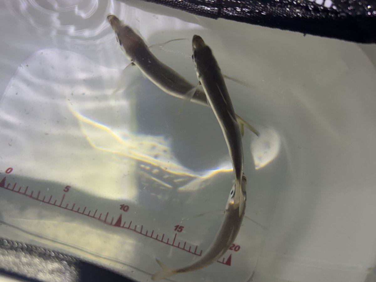 豆アジは癒し︎🐟