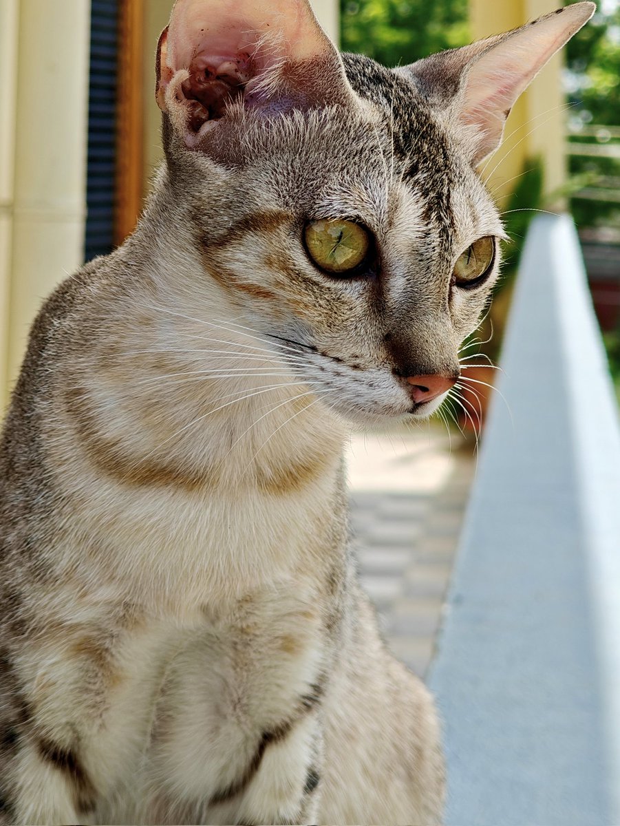Do you have a cat in your gallery? Share with us!