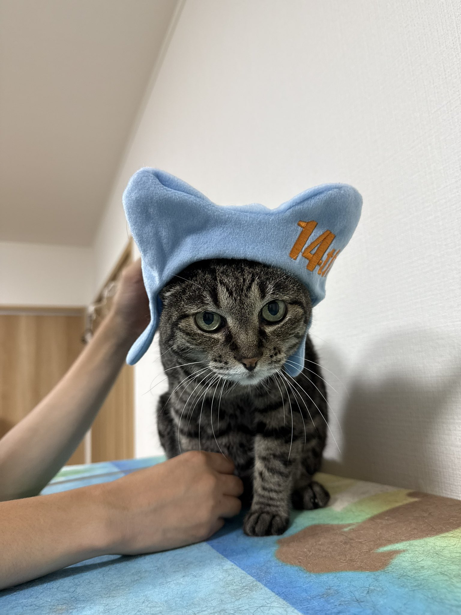 しましま shimashimacat.meow on X: 
