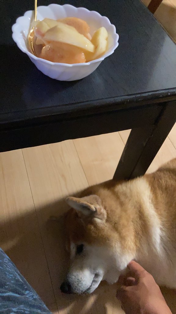 🍑🐕