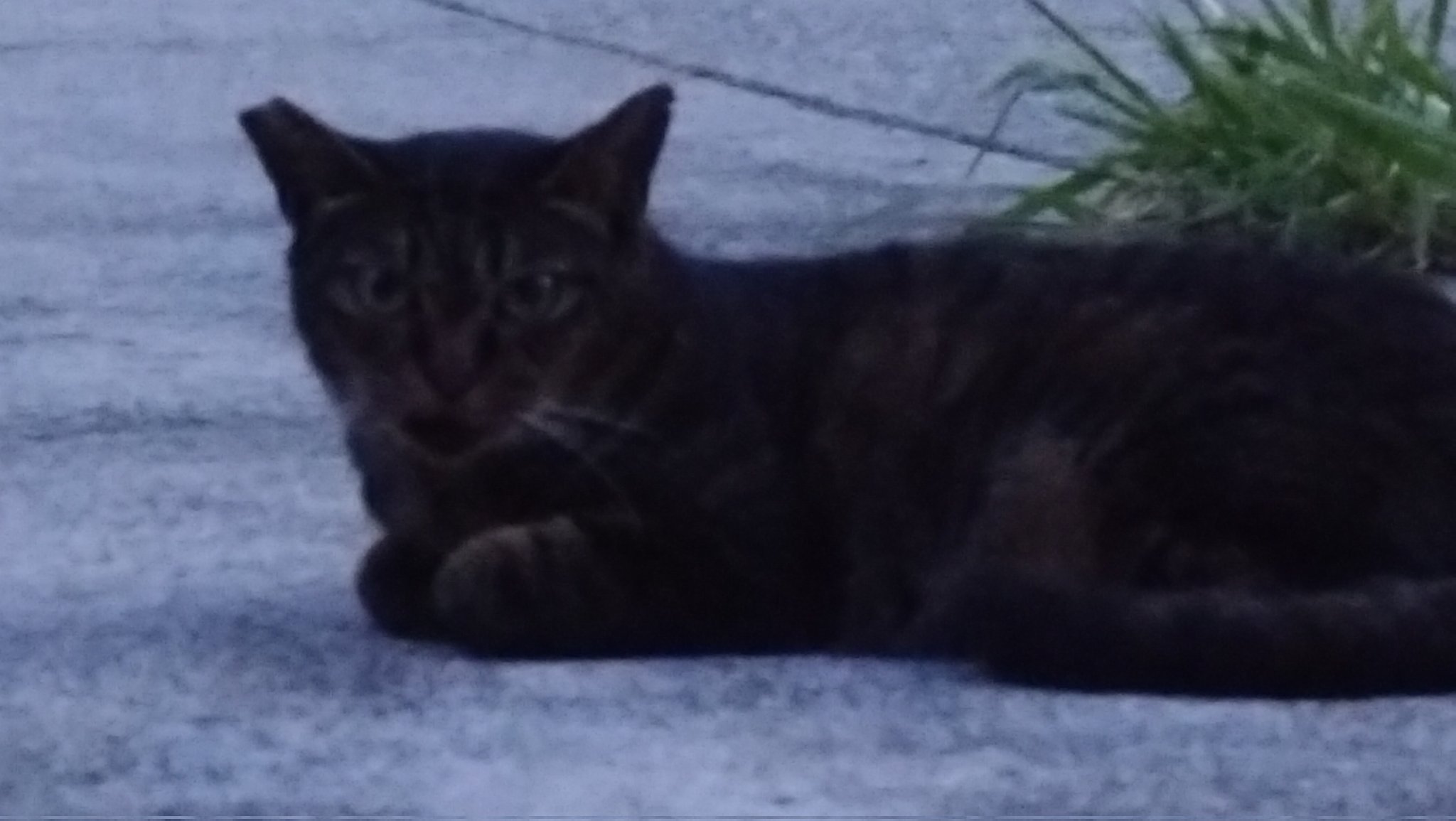 SP 野良猫姫親衛隊　psa10 hqdefault.jpg
