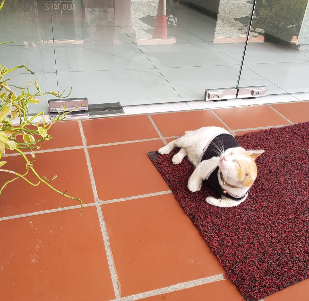 Pemalas punya bell boy hotel. Harap uniform je lawa. Suruh angkat beg, dia tak gerak pun. 😼