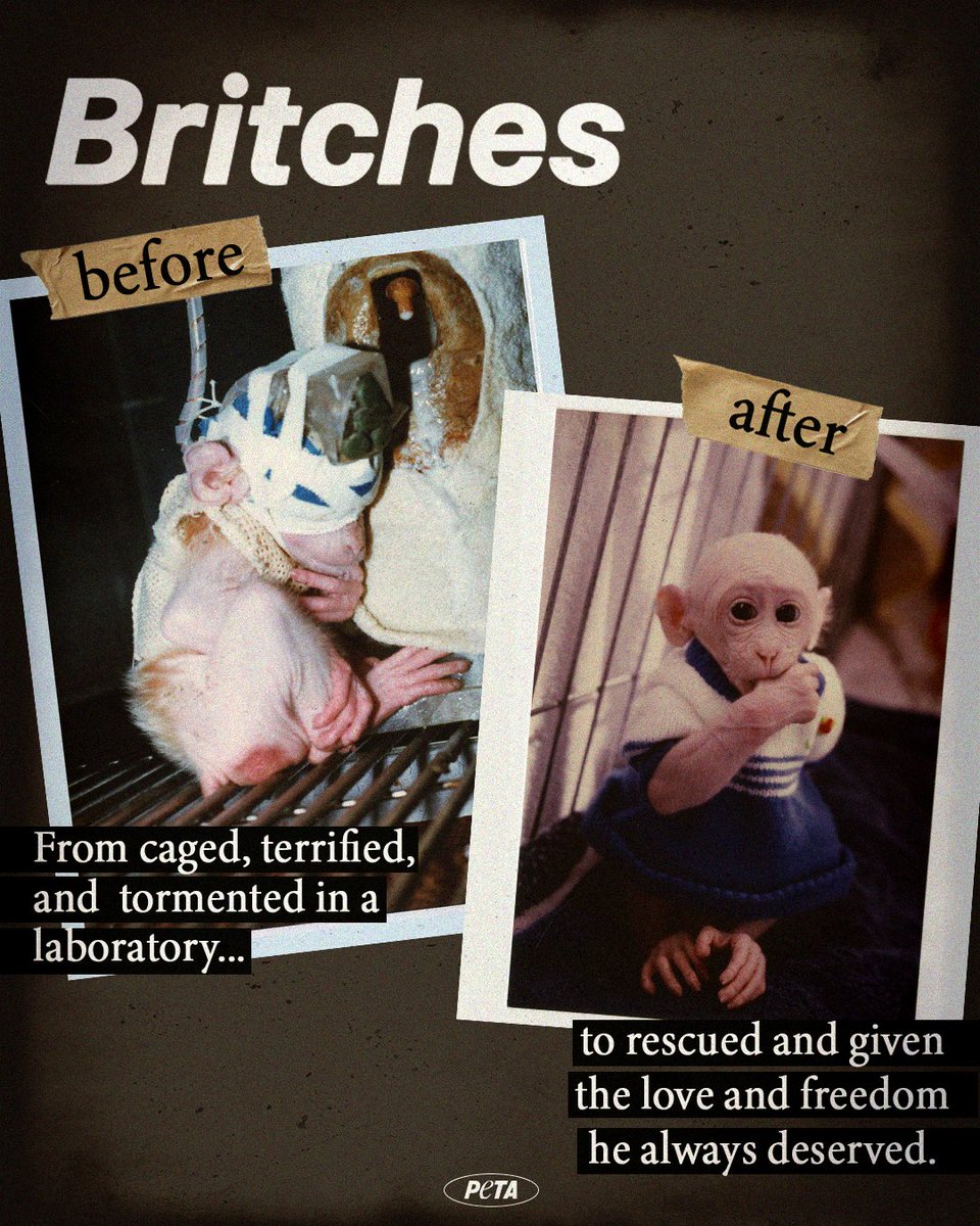 peta's tweet image. When rescuers found Britches, he was trembling, alone, and his eyes had been sewn shut for a cruel experiment. Thankfully, he was liberated and finally given the care and safety he deserved.

His story reminds us why we fight to close the National Primate Research Centers.