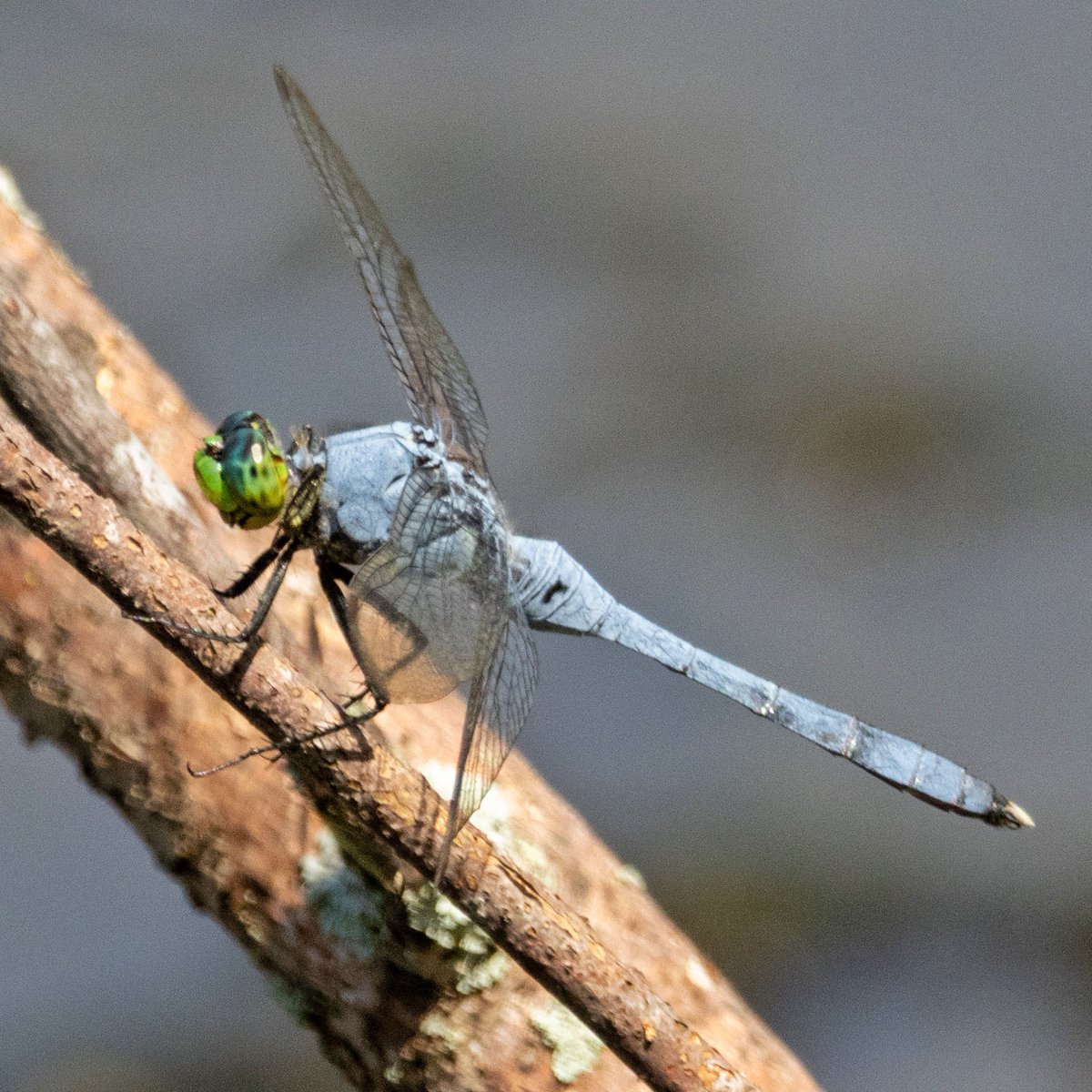 Dragonflies are cool!
#InsectThursday