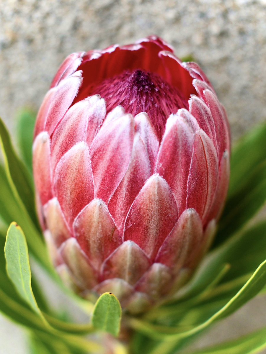 Tis the season, after all 💕🍃🌷🌿💕 #inspiredbynature #fynbos #protea #pinkice #inbloom #seasonalstunner #cagrown