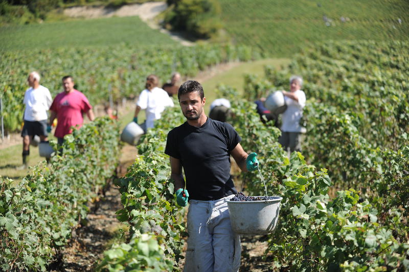 🍇 Envie d’un job au grand air ? Le Champagne des #hautsdefrance recrute pour les #Vendanges2025 !

📌 Dans le département de l’#Aisne, la récolte va bientôt commencer : coupeurs, porteurs, ouvrier caviste… des postes variés, ouverts à tous.

➕ Infos 👉 ow.ly/zbHp50WEWCz