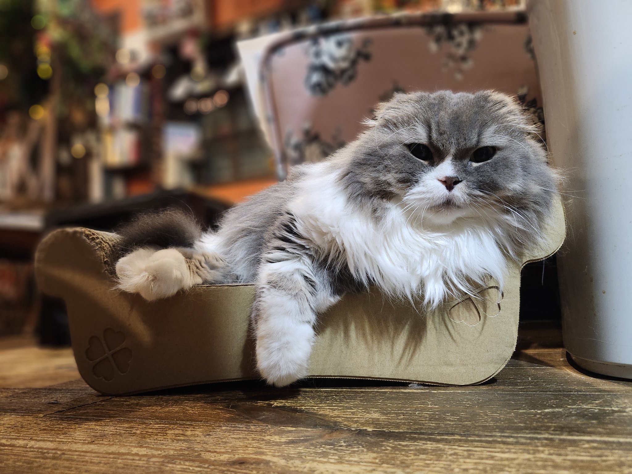 猫カフェ猫音 on X: 