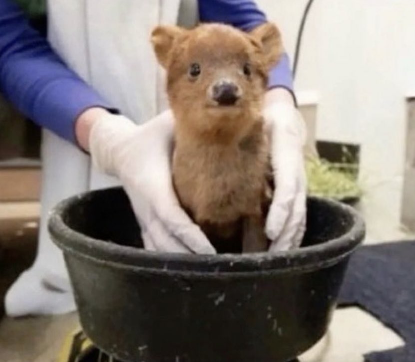 GalaxyZeinz's tweet image. crafted  by  the  hands  of  love