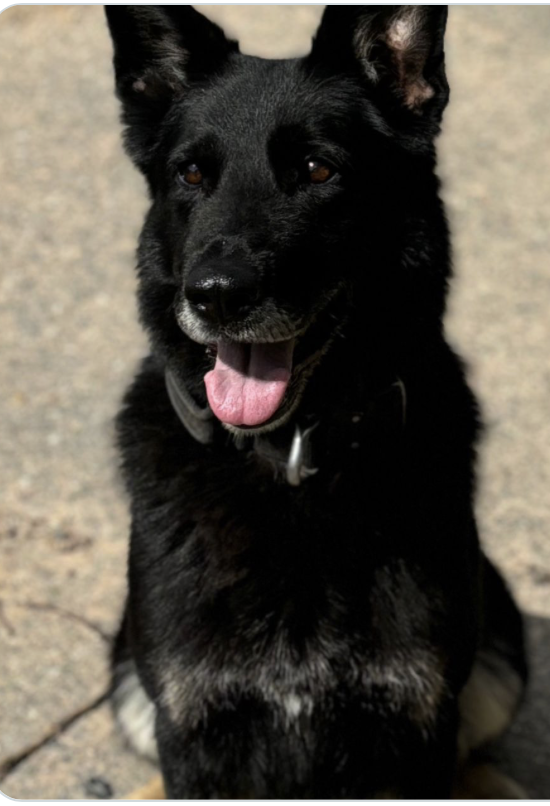 Police Mutual (@policemutual) on Twitter photo Happy birthday - PD Ebony from <a href="/LancsPolice/">Lancashire Police</a> turned seven last week. Many happy returns, Ebony!
orlo.uk/s5Tp8 Happy birthday - PD Ebony from <a href="/LancsPolice/">Lancashire Police</a> turned seven last week. Many happy returns, Ebony!
orlo.uk/s5Tp8