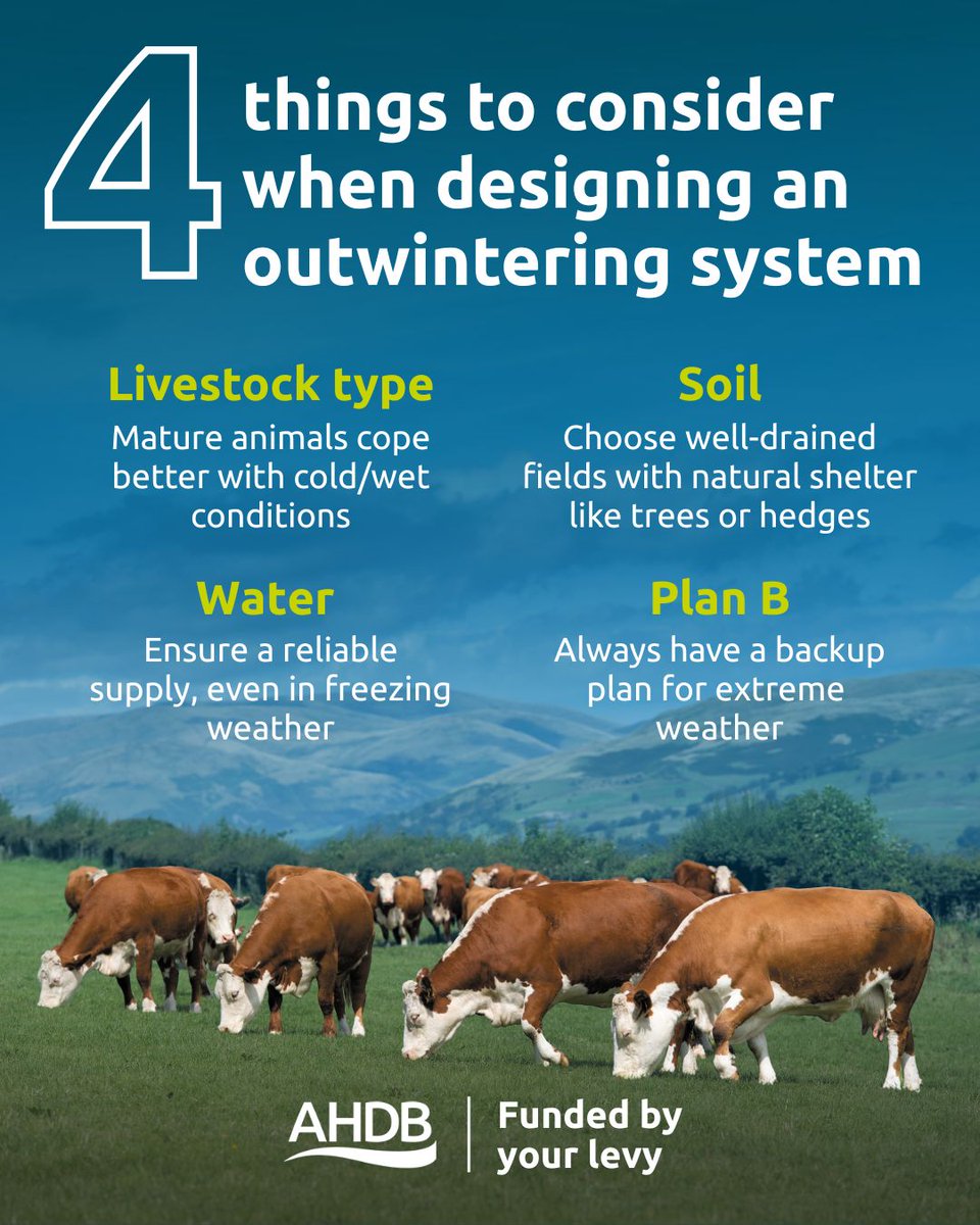 AHDB_BeefLamb's tweet image. Designing an outwintering system? 

Here are 4 key things to think about ⬇️

Our new webpages walk you through best practice: ow.ly/8ILi50WFcsO