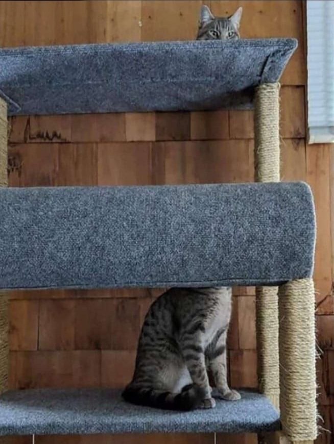 "David Catterfield" 😹