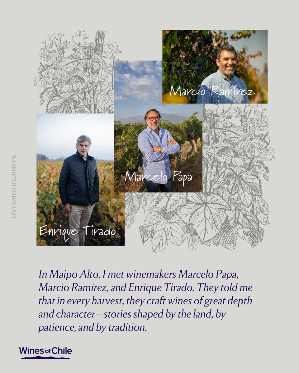DrinkChile's tweet photo. From Maipo Alto, Viña Concha y Toro crafts world-class wines rooted in over 140 years of heritage. 
Discover the elegance of Chile’s Cabernet Sauvignon in every glass. 

#UntamedJourneys #ChileanWine https://t.co/NSiiIe9ePE