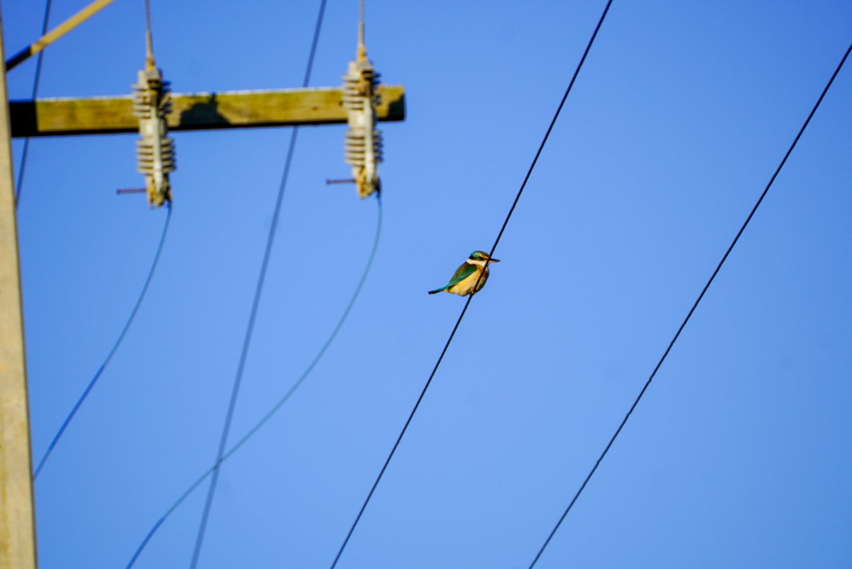 rainbabe42's tweet photo. Quick update on my pc situation: I'm still waiting for the laptop part to come in to the repair shop 🙃  so currently, I dont have any sort of pc or laptop to game on at all. So I am touching grass 😅 here, a photo of a few birds. https://t.co/guURsEI3yd