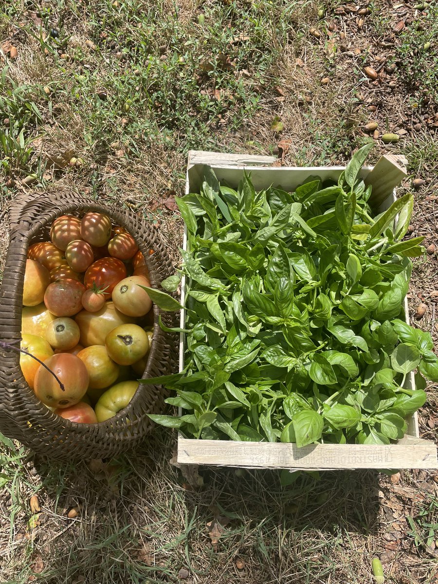 Earthbasedsoul's tweet photo. It never stops ๐ฑ๐ฑ
#Abundance #microclimatefarm https://t.co/bsfmwMFKXZ