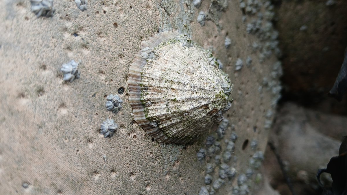 Living Seawalls in Plymouth (@plymseawalls) on Twitter photo We recently completed our TWO-year survey of the Living Seawall in Plymouth! Plenty of colourful marine life on the panels - barnacles, crabs ...and LIMPETS. 🧵2/2 <a href="/PlymUni/">University of Plymouth</a> <a href="/LivingSeawalls/">Living Seawalls</a> <a href="/Louise_Firth_IE/">Louise Firth</a> <a href="/ouronlyw0rld/">Our Only World</a> <a href="/plymouthcc/">Plymouth City Council</a> We recently completed our TWO-year survey of the Living Seawall in Plymouth! Plenty of colourful marine life on the panels - barnacles, crabs ...and LIMPETS. 🧵2/2 <a href="/PlymUni/">University of Plymouth</a> <a href="/LivingSeawalls/">Living Seawalls</a> <a href="/Louise_Firth_IE/">Louise Firth</a> <a href="/ouronlyw0rld/">Our Only World</a> <a href="/plymouthcc/">Plymouth City Council</a>