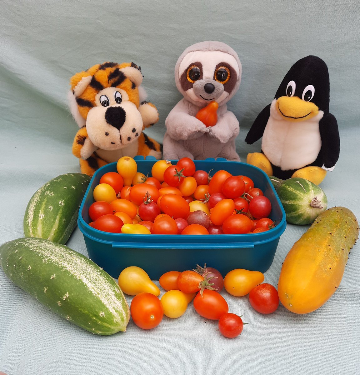 🐯🦥🐧:
Wir waren ein paar Tage nicht zuhause. Jetzt gibt es ordentlich Tomaten und Gurken zu ernten. 
Fauli freut sich.