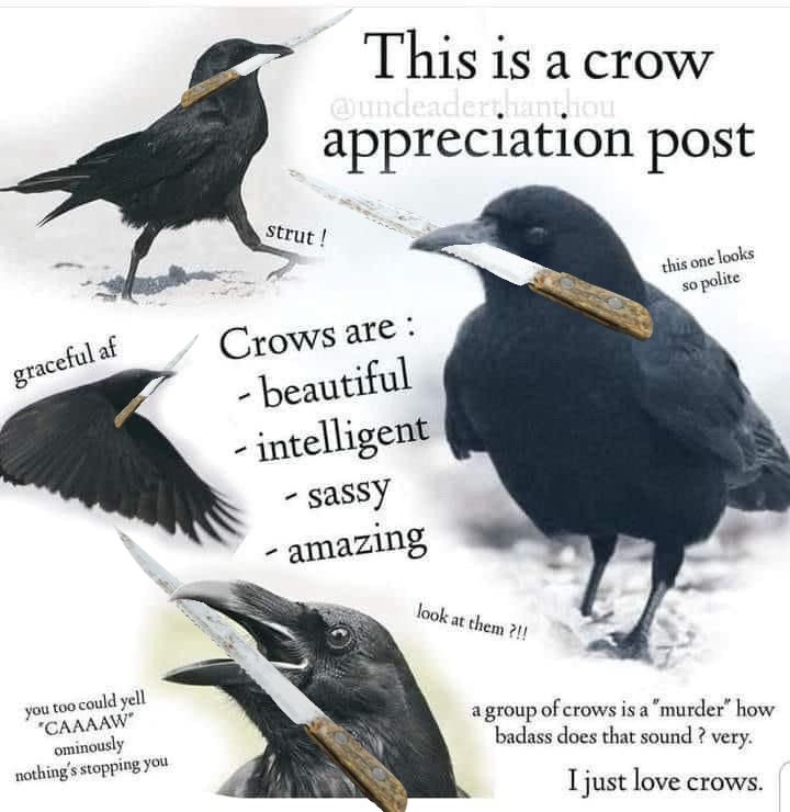 crow_with_knife's tweet photo. 🚨 this is a doomscrolling checkpoint 🚨 

take a moment to appreciate these beautiful and highly intelligent creatures.

share your favourite crow with knife meme. https://t.co/iSSZ9b7qaG