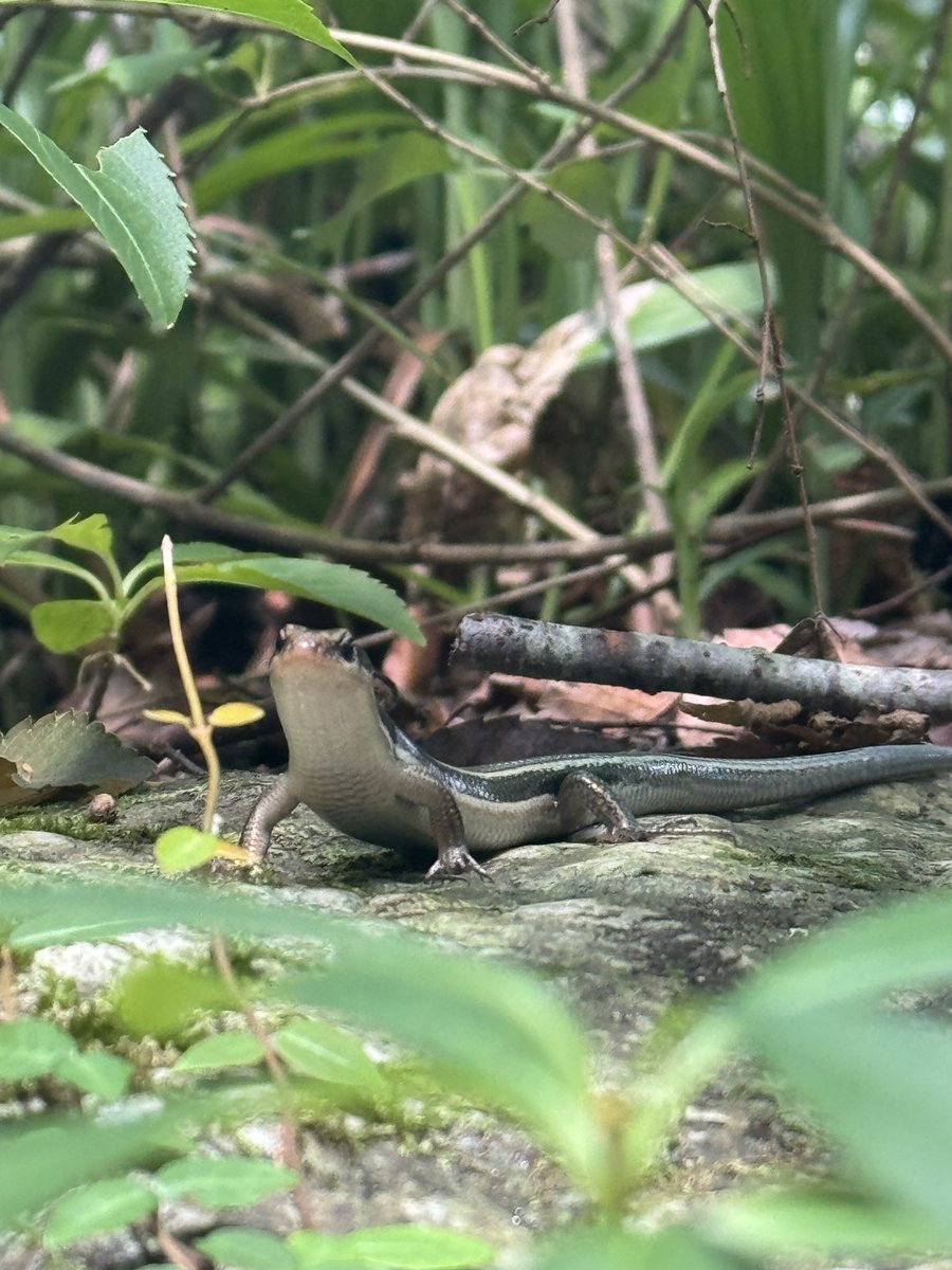 カブトムシゆかり🐜 tweet media