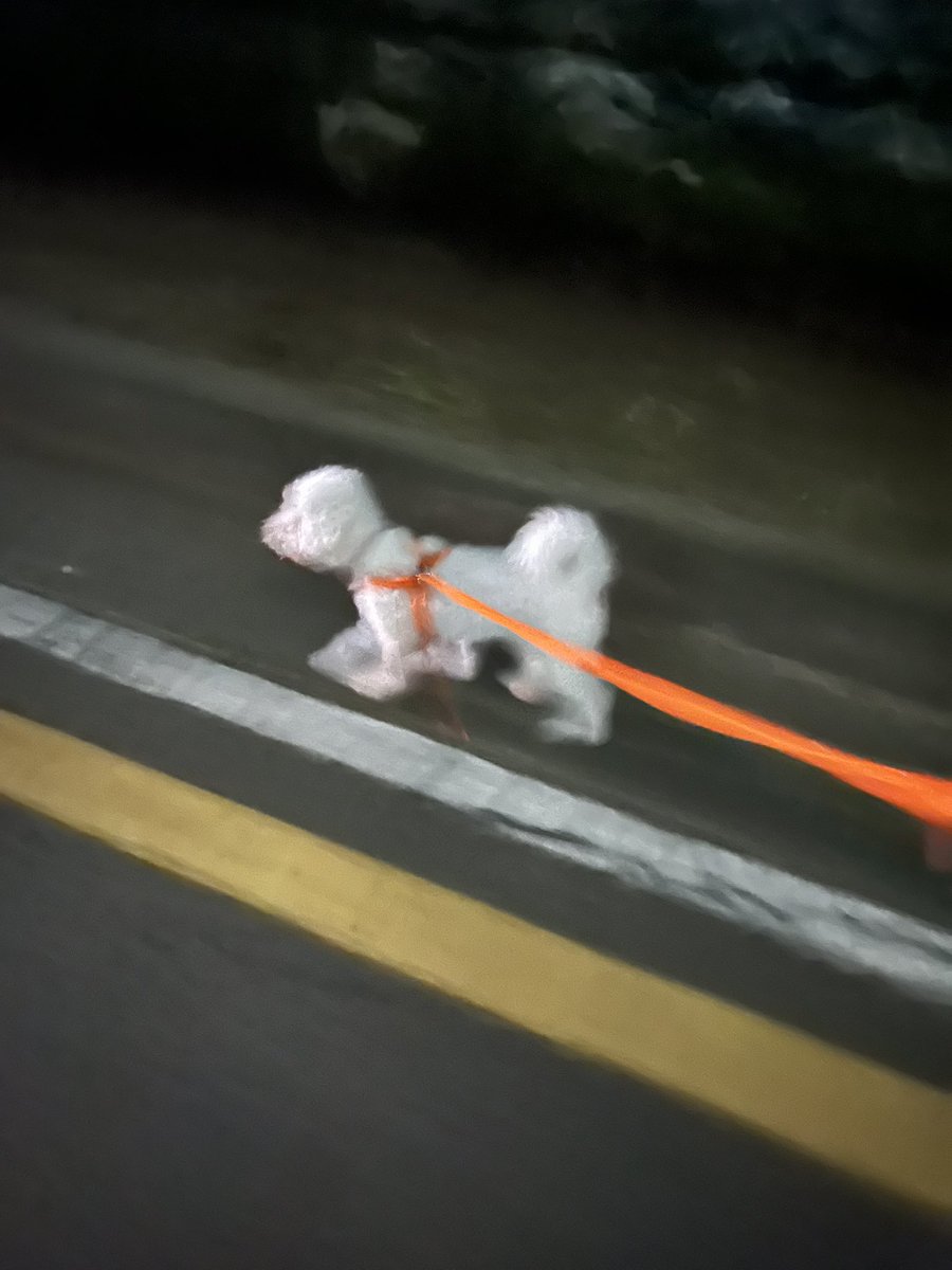 평생가족 찾은 하남이🐾 (@hanamm__) on Twitter photo 