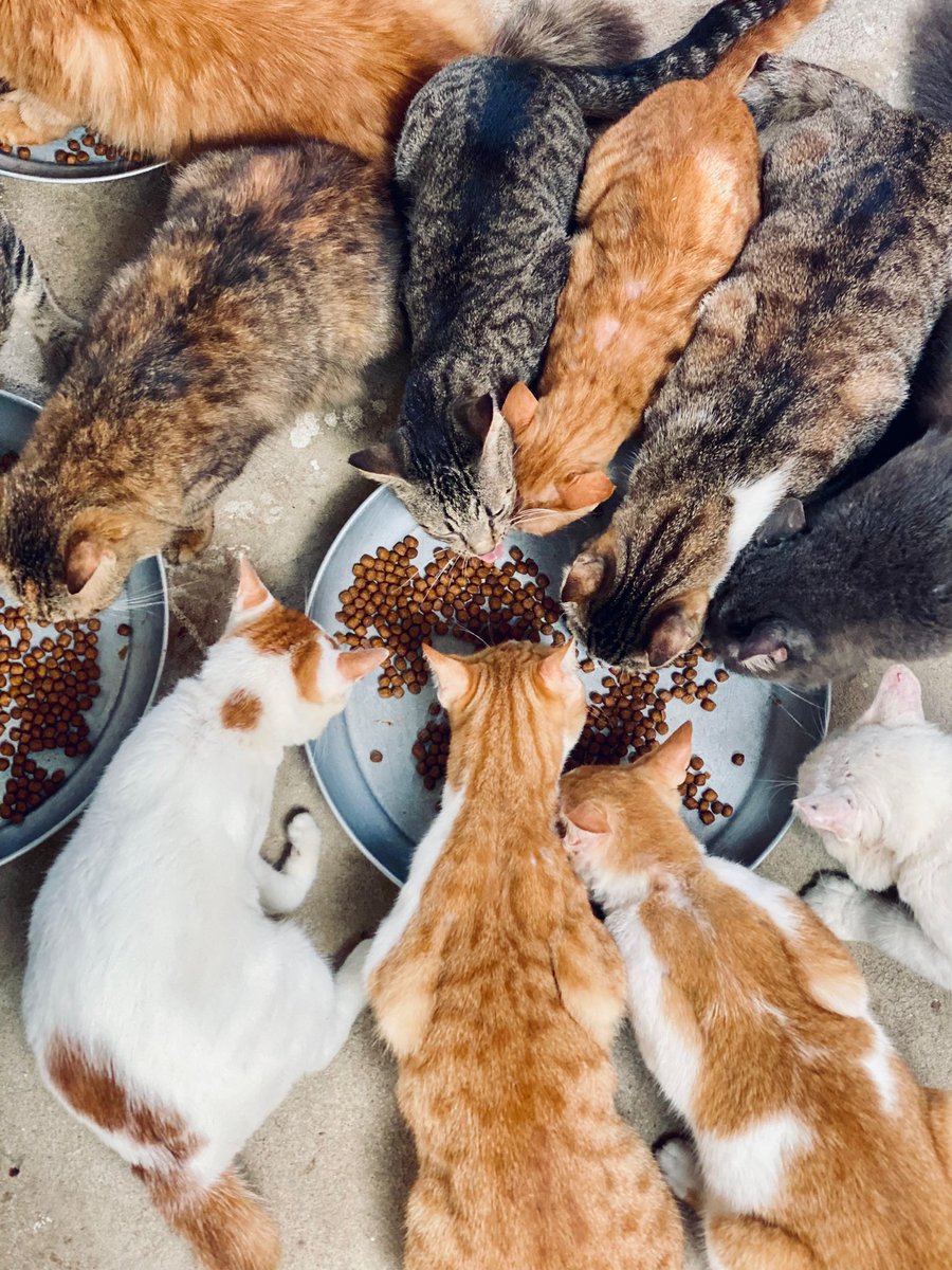 reelwithnusrat's tweet photo. Some of our resident rescues @pawmombasa in the Big Banda Section 🐾

Interesting fact: A cat’s purr vibrates at a frequency (25–150 Hz) that may promote healing of bones, muscles, and tendons: sometimes called the “purr therapy effect.” 😽 https://t.co/5WoRUeErkC