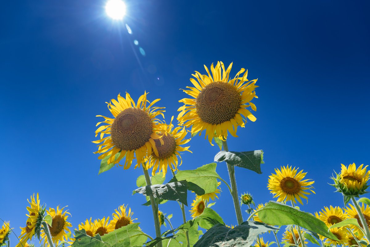 nag1_r's tweet photo. 僕の切り取る夏 https://t.co/hqIcmZuhw7